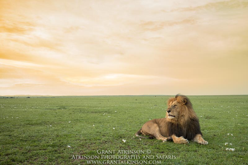 Male Lion - Copyright © Grant Atkinson